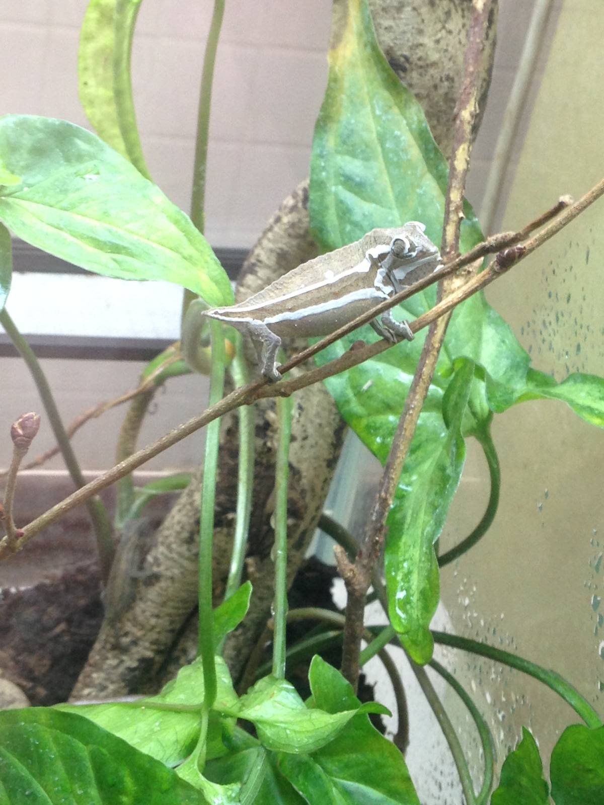Bearded Pygmy Chameleon