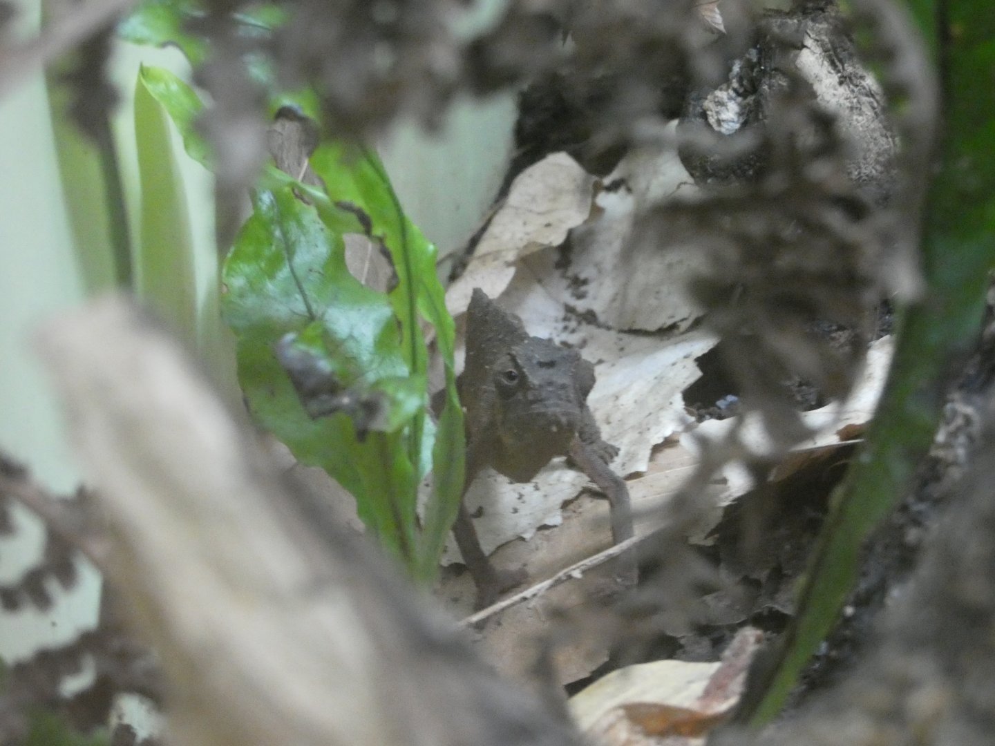 Bearded Pygmy Chameleon