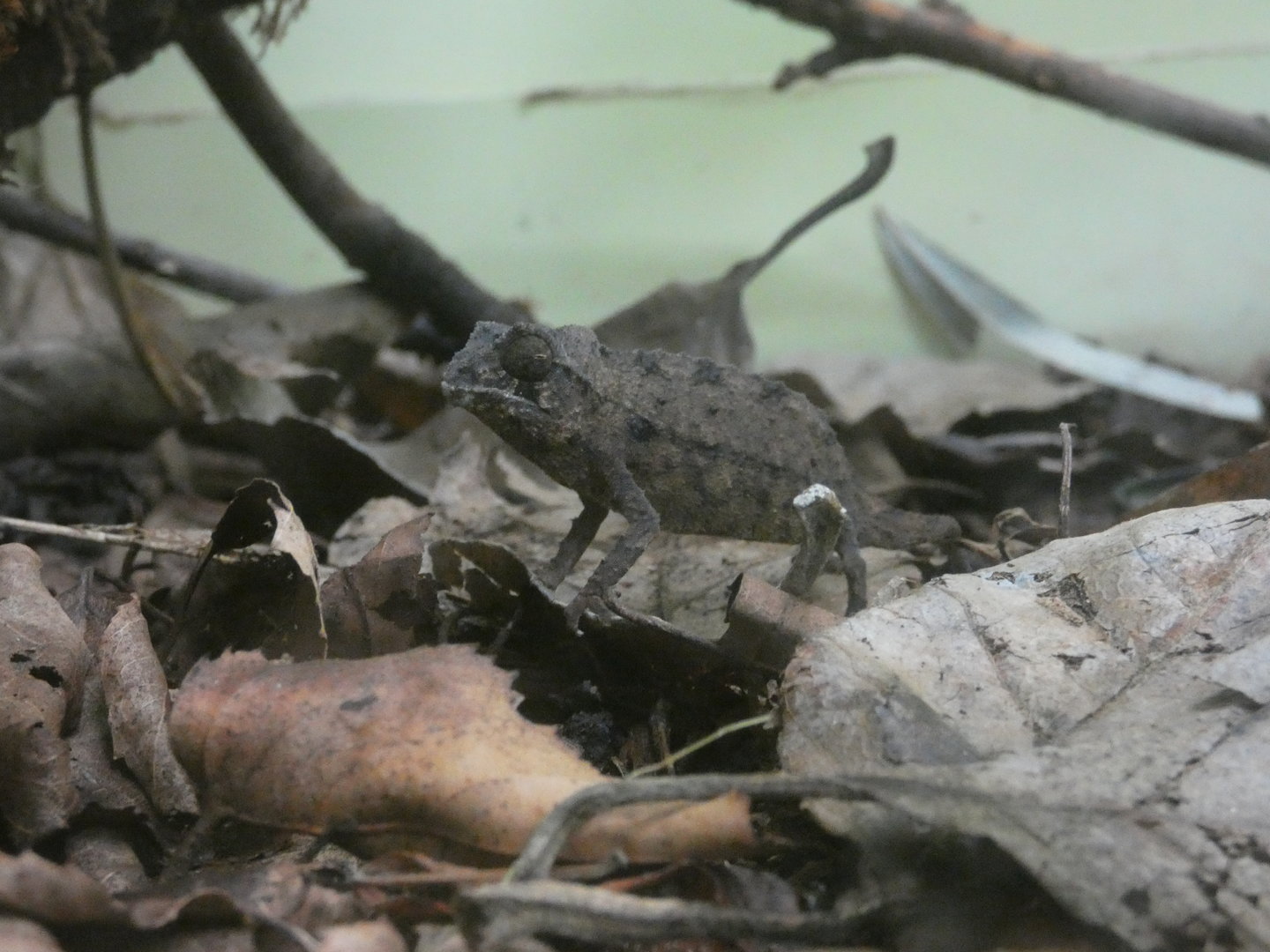 Bearded pygmy chameleon