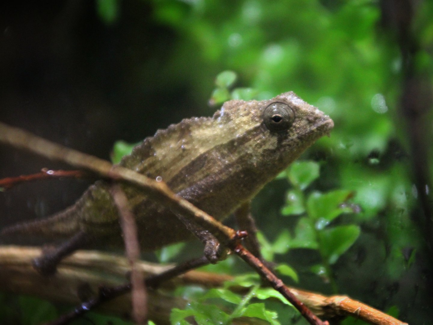 Bearded Pygmy Chameleon