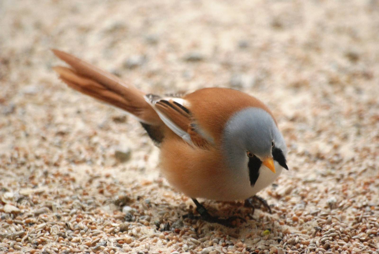 Bearded Reedling at Santillana del Mar, 13/06/15