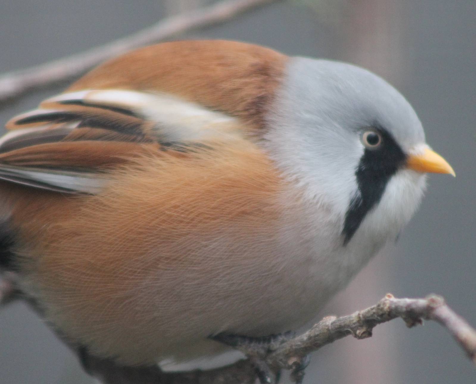 bearded reedling ( bearded tit ) male