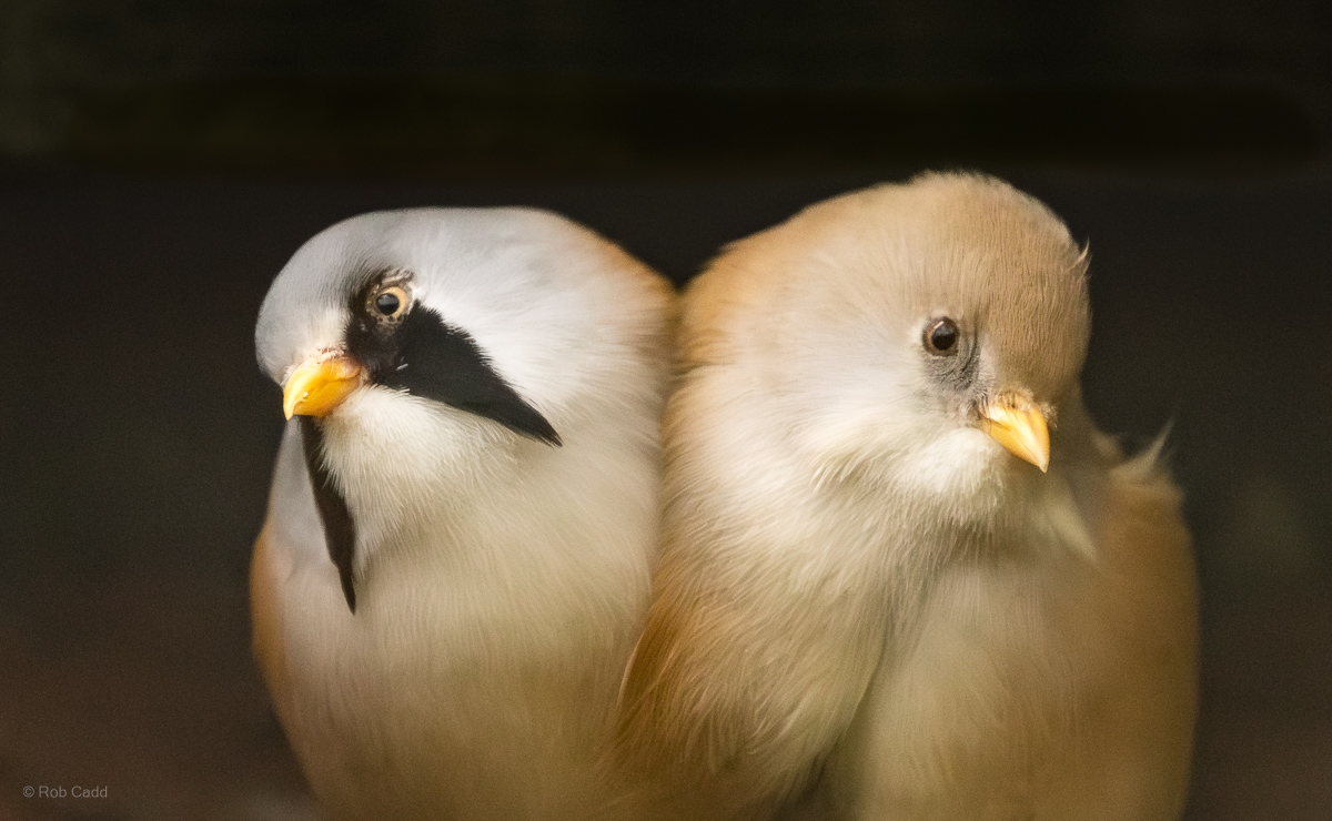 Bearded reedling : Cotswold WP : 14 Mar 2025