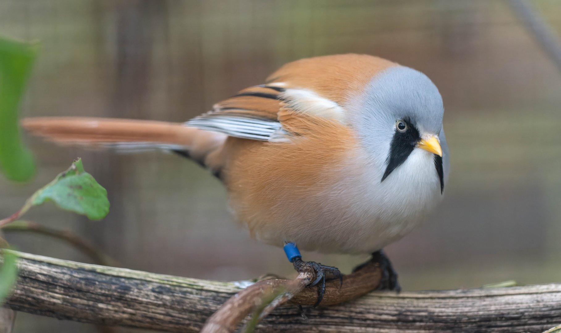 Bearded reedling, CWP, UK