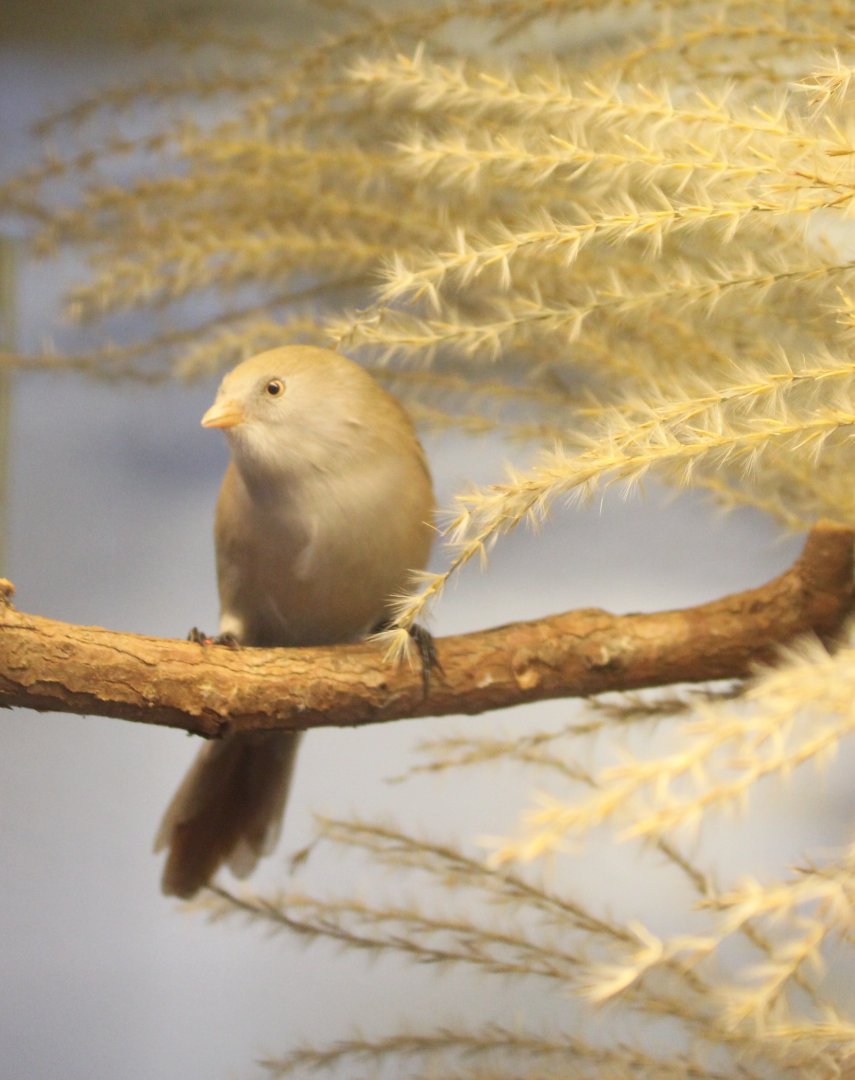 Bearded reedling - female