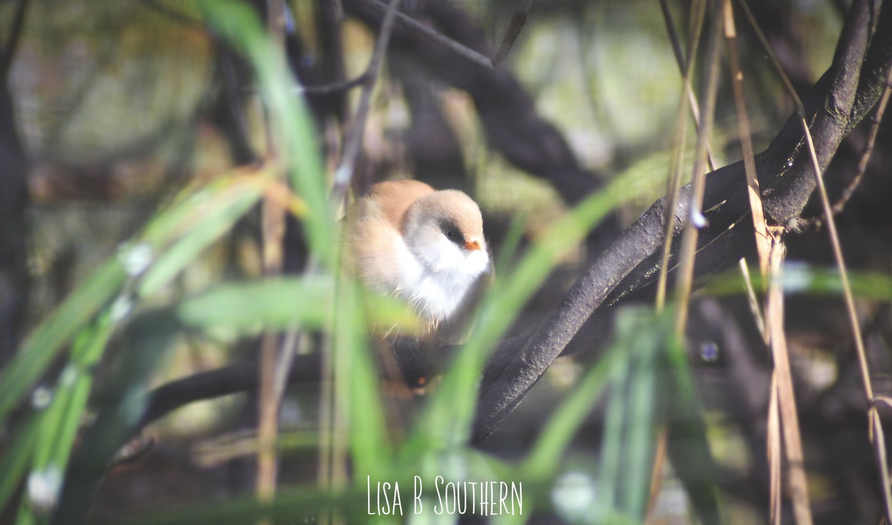 bearded reedling female