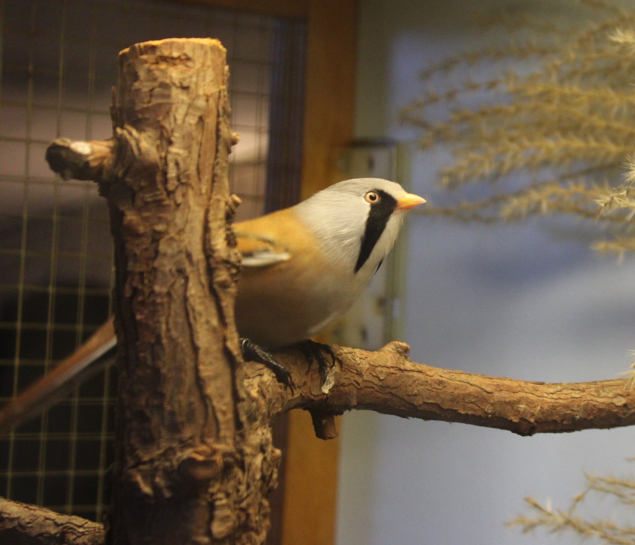 Bearded reedling - male
