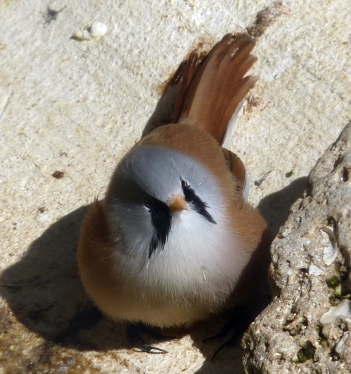 Bearded reedling (Panurus biarmicus)