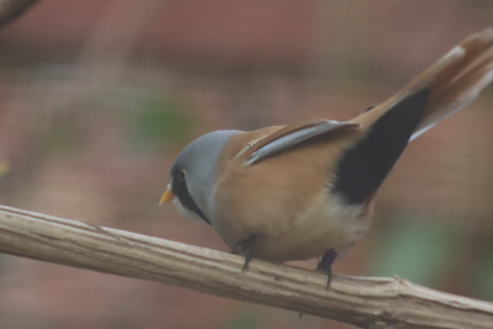 Bearded Reedling (Panurus biarmicus)