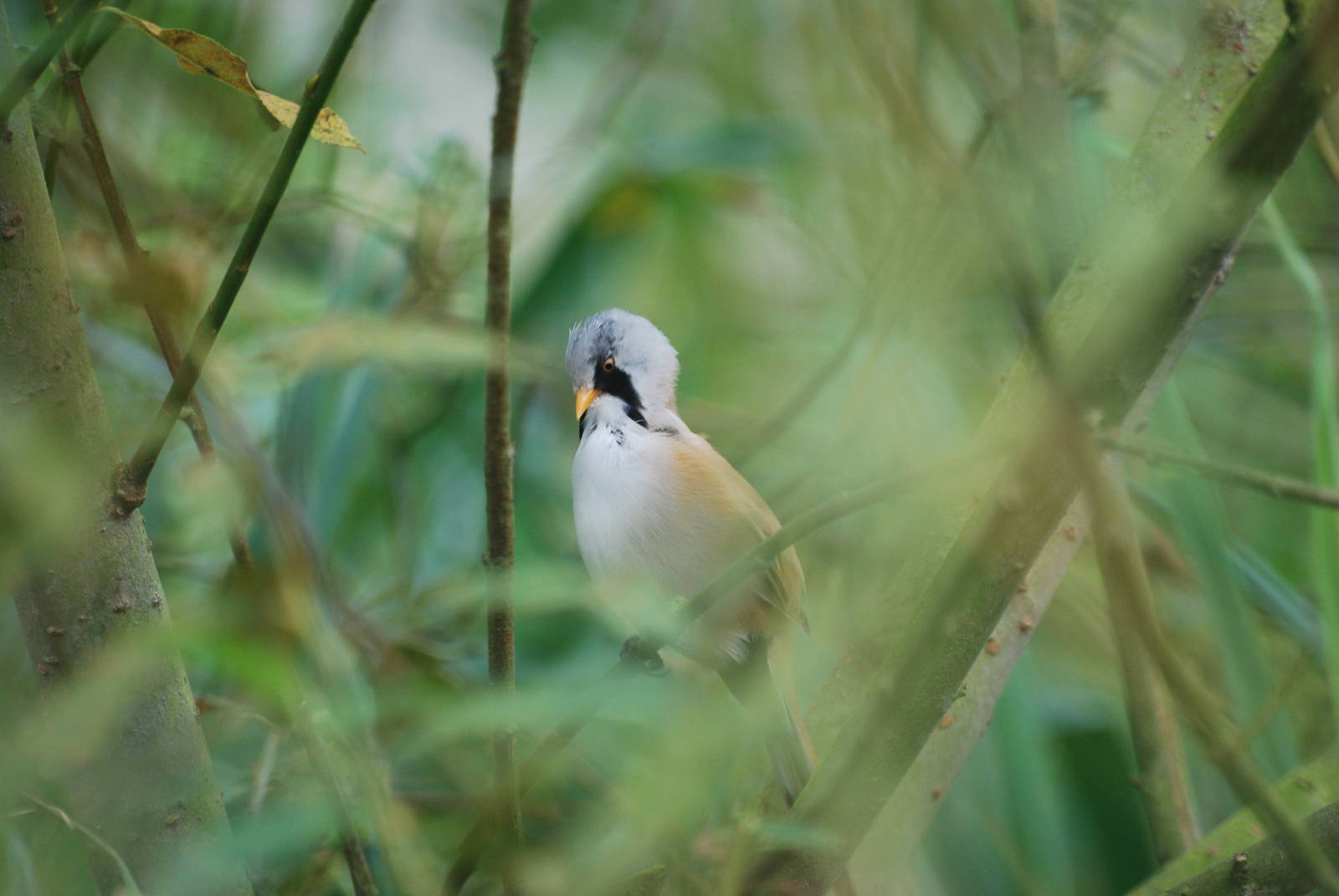 Bearded reedling