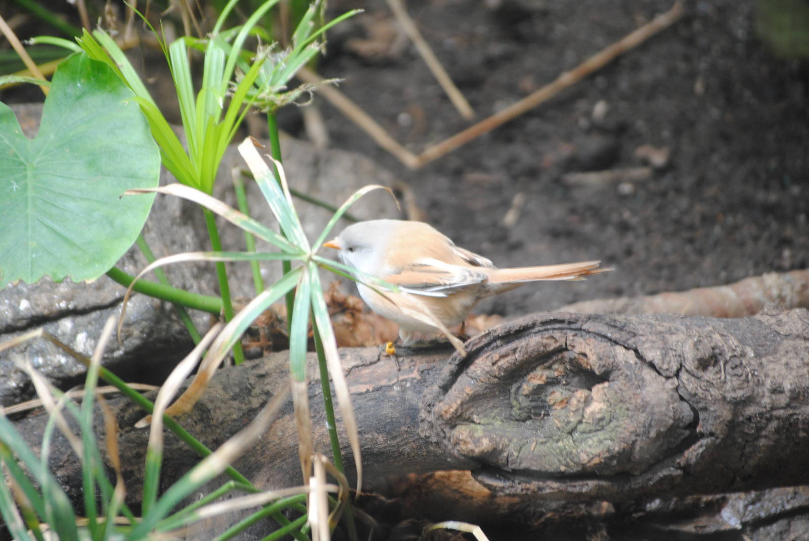 Bearded Reedling
