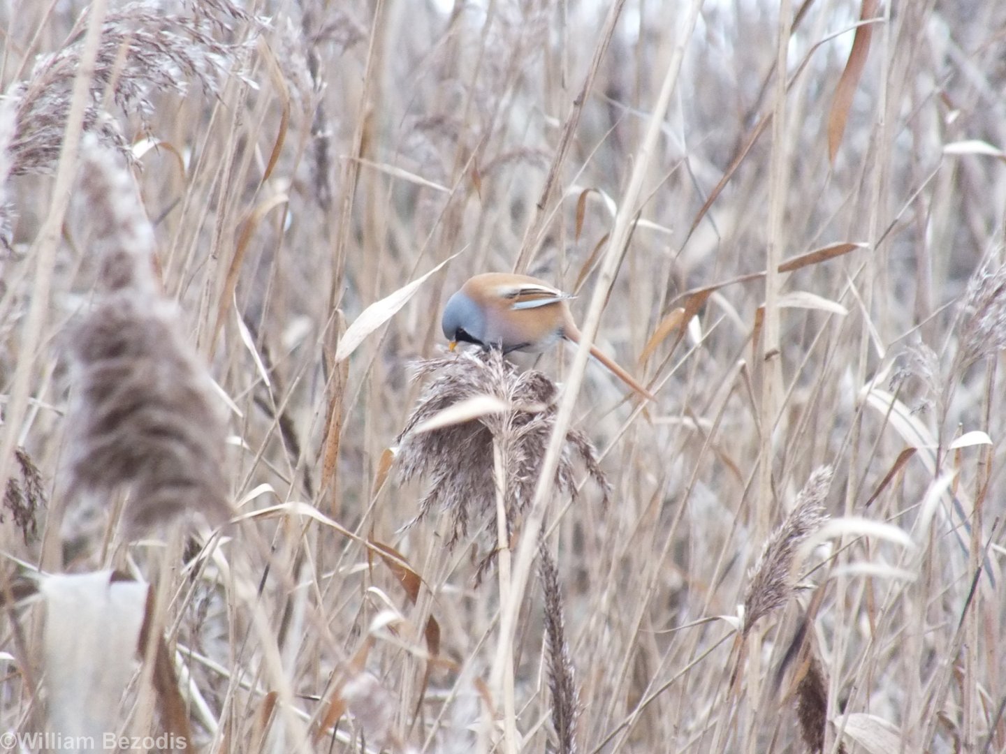 Bearded Reedling