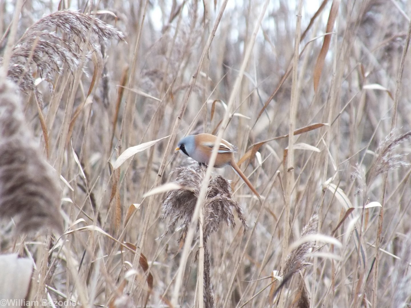 Bearded Reedling
