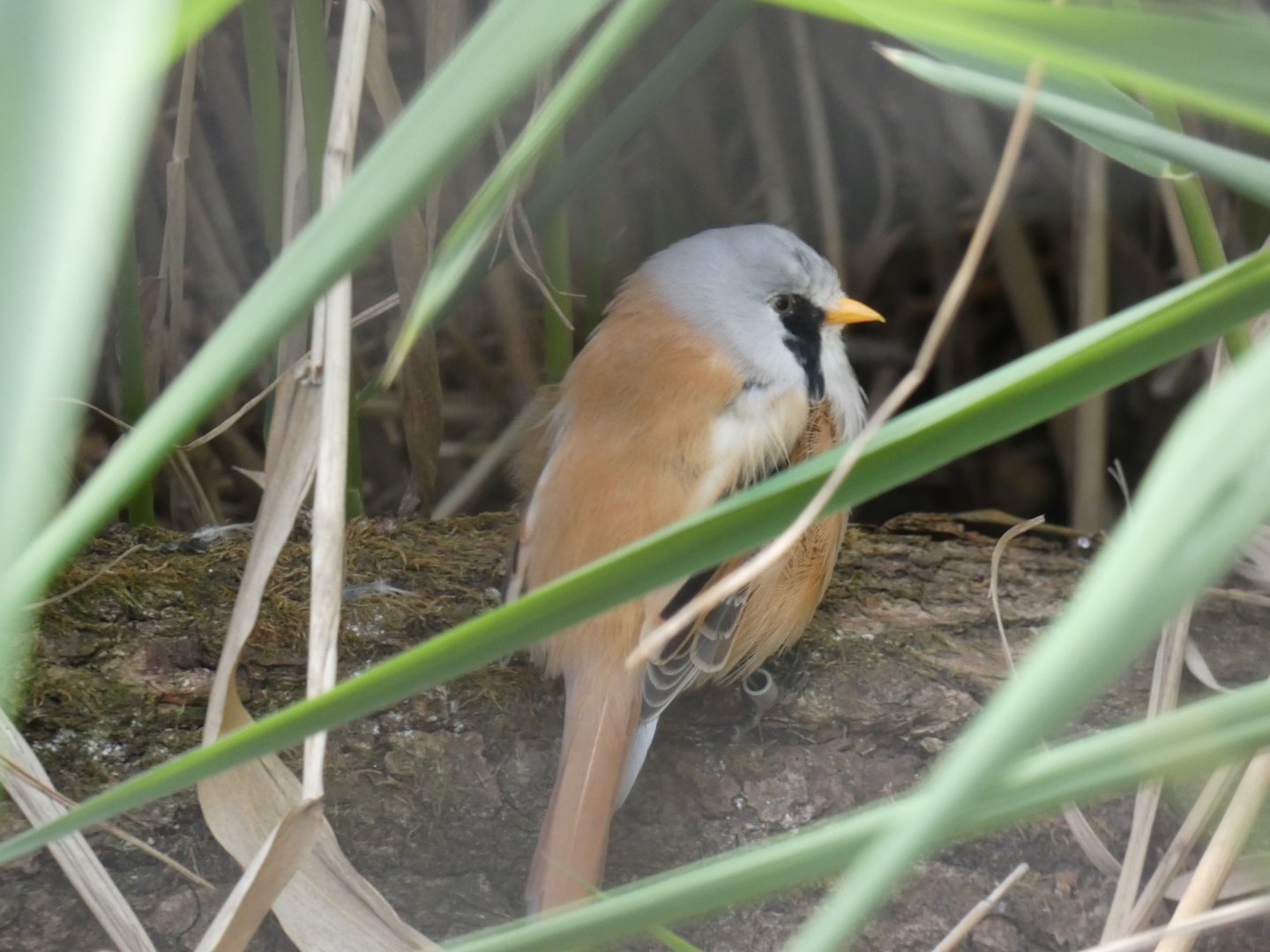 Bearded reedling