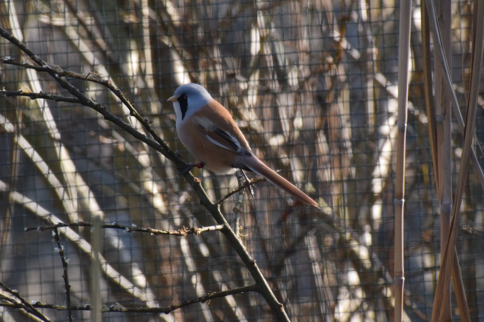Bearded reedling
