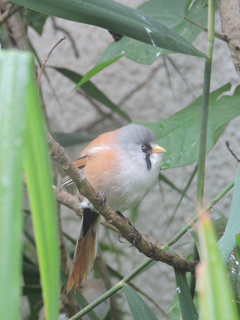 Bearded Reedling