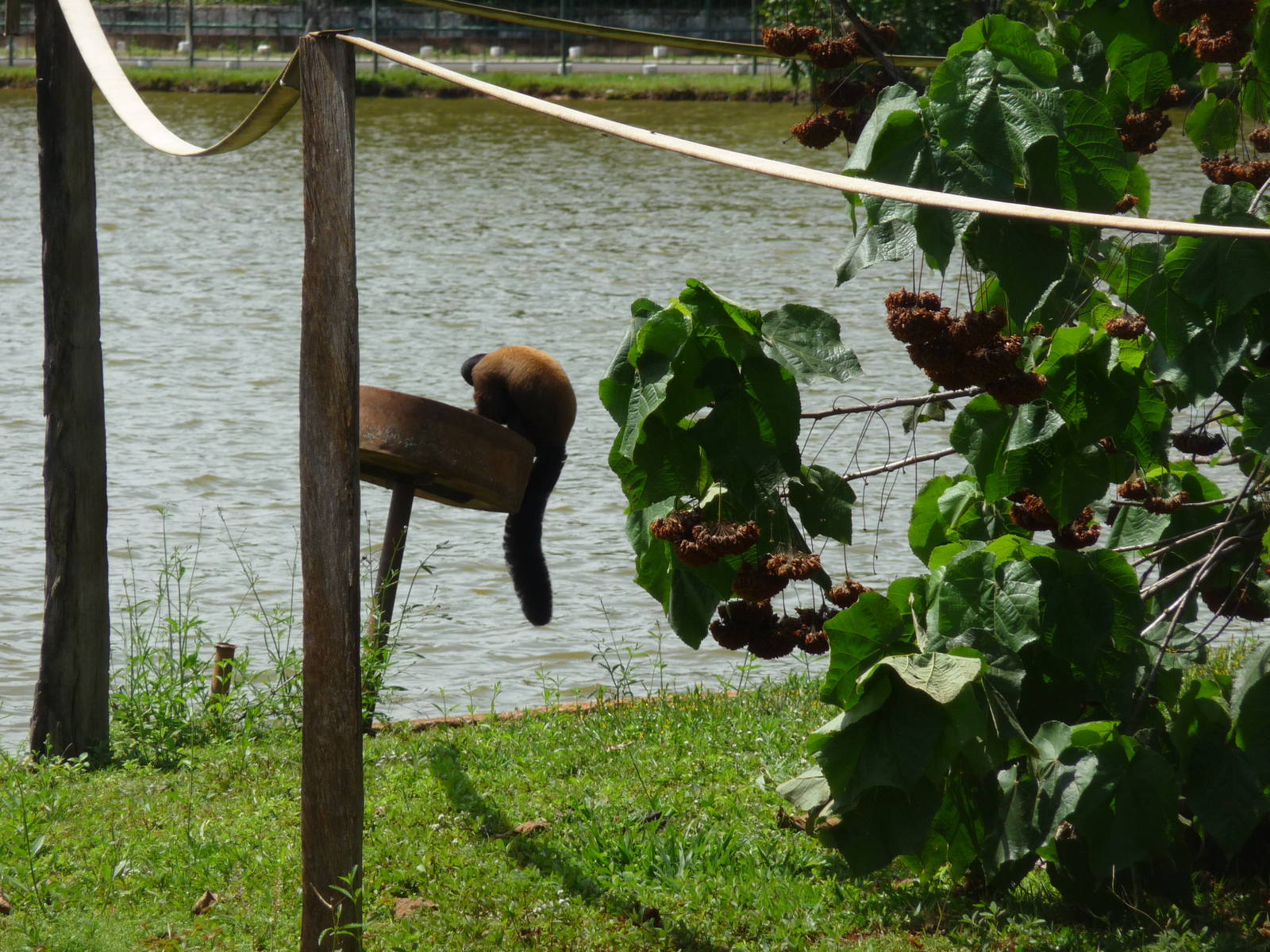 bearded saki brasilia zoo