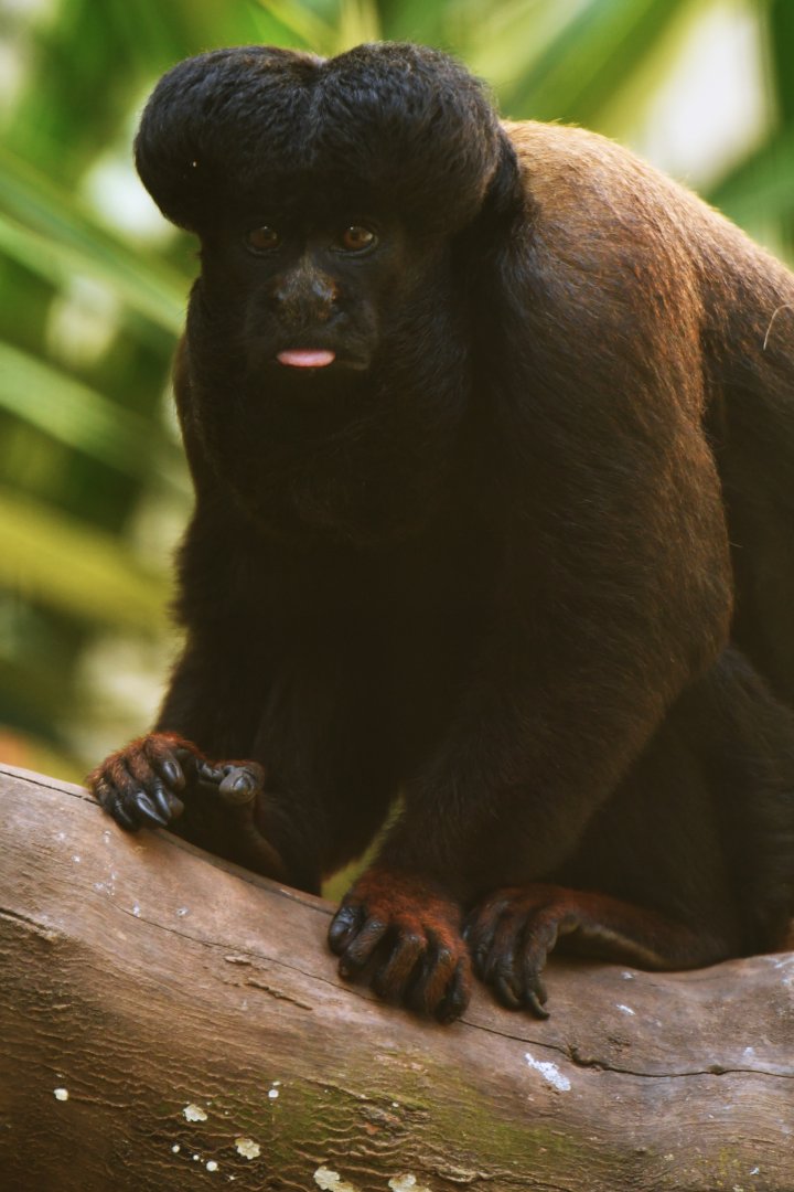 Bearded saki (Chiropotes chiropotes)