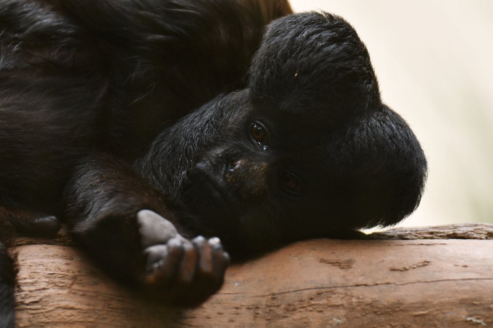 Bearded saki (Chiropotes chiropotes)