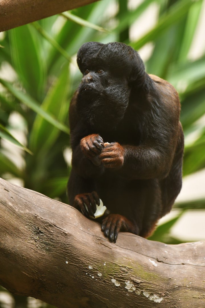 Bearded saki (Chiropotes chiropotes)