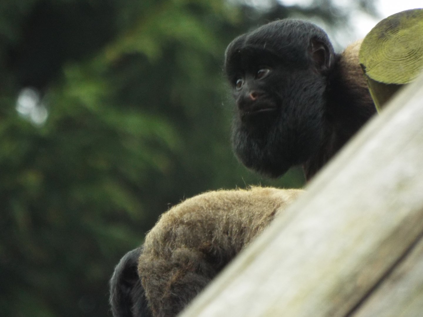 Bearded Saki, Colchester Zoo