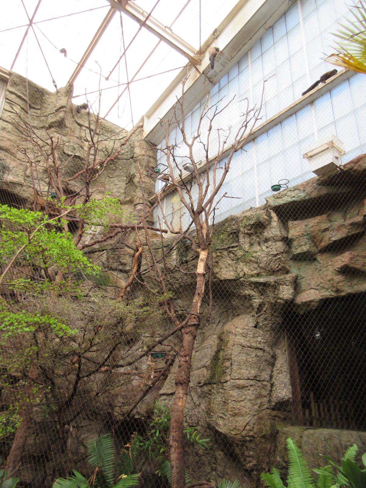 Bearded Saki Exhibit - there are at least 3 in this photo