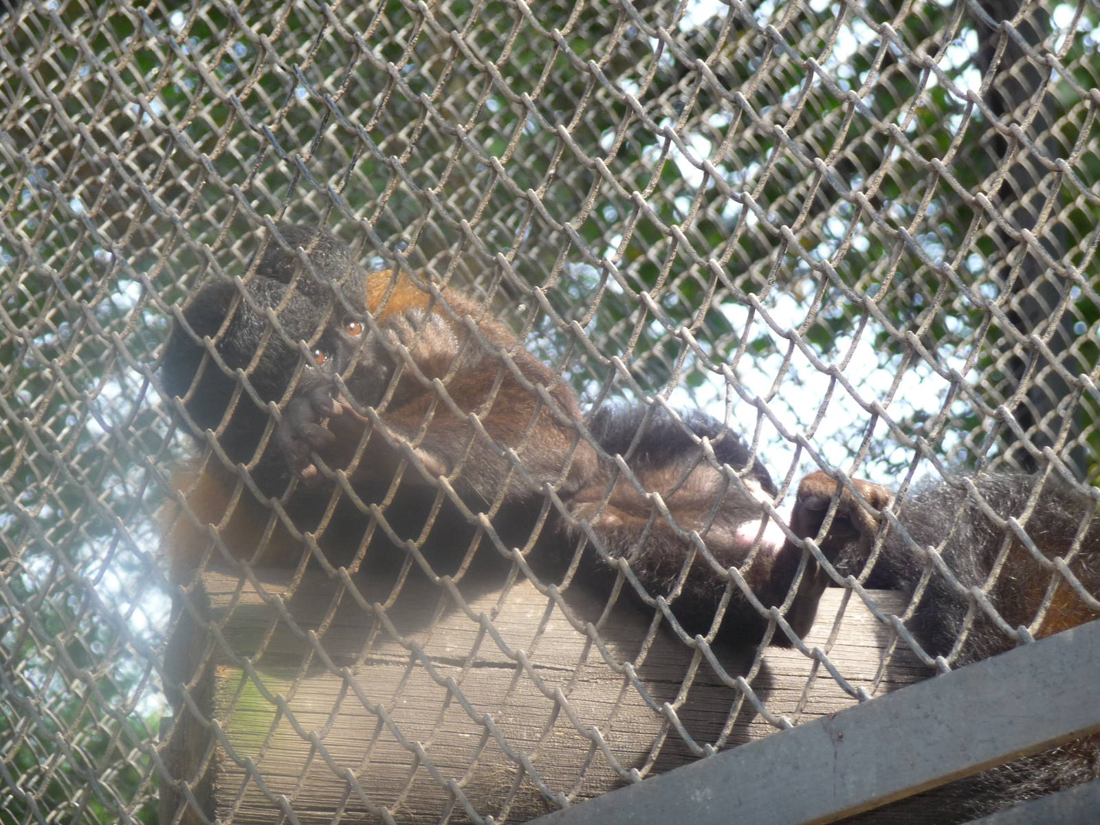 bearded saki monkey riozoo