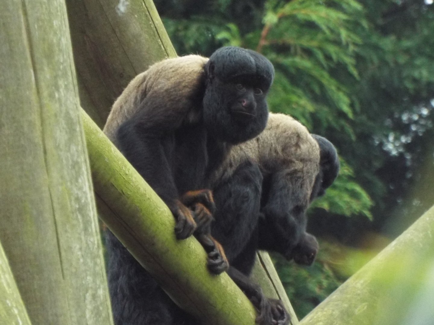 Bearded Sakis, Colchester Zoo