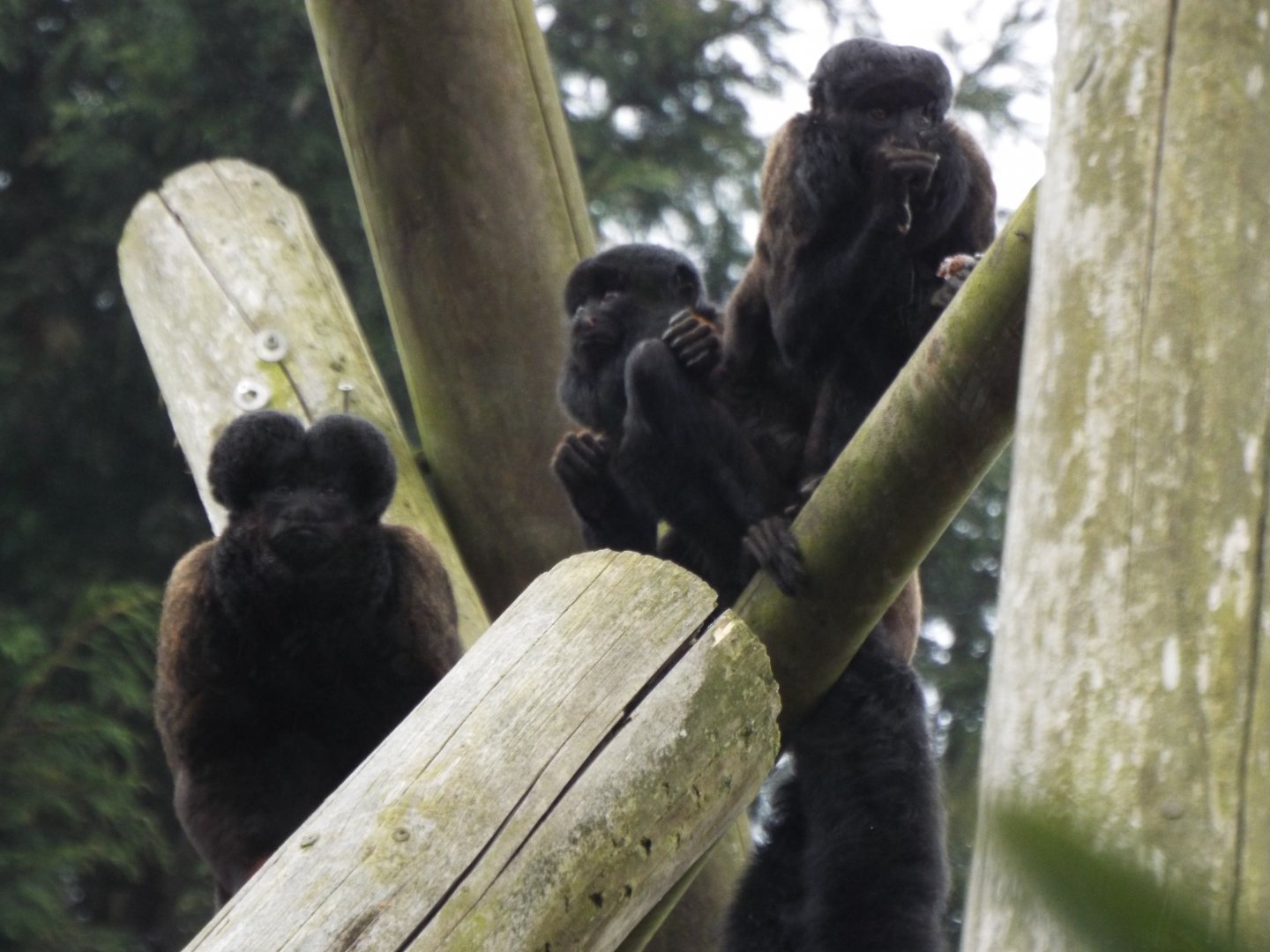 Bearded Sakis, Colchester Zoo