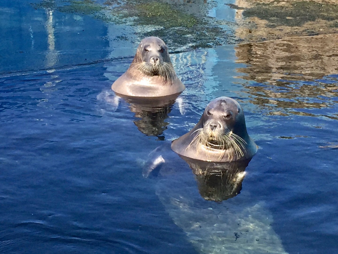 Bearded Seal (Erignathus barbatus)