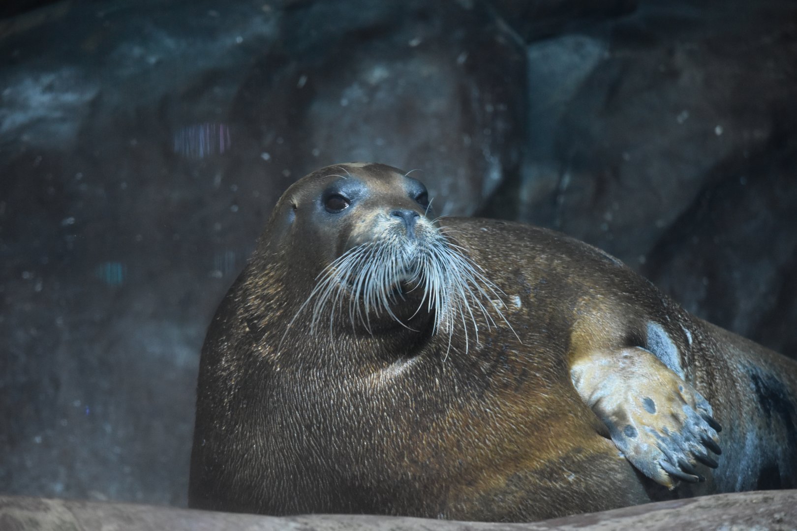 Bearded seal (Erignathus barbatus)
