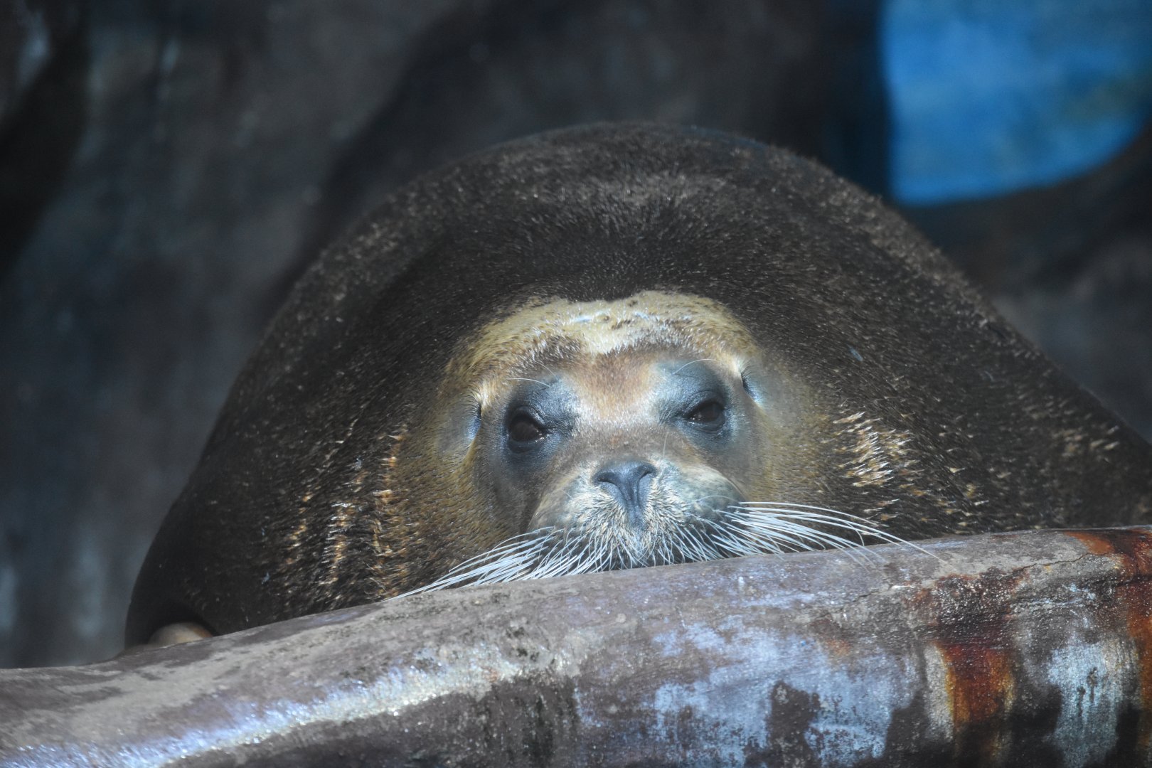 Bearded seal (Erignathus barbatus)