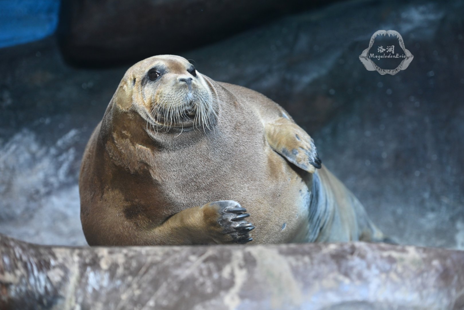 Bearded seal/Erignathus barbatus