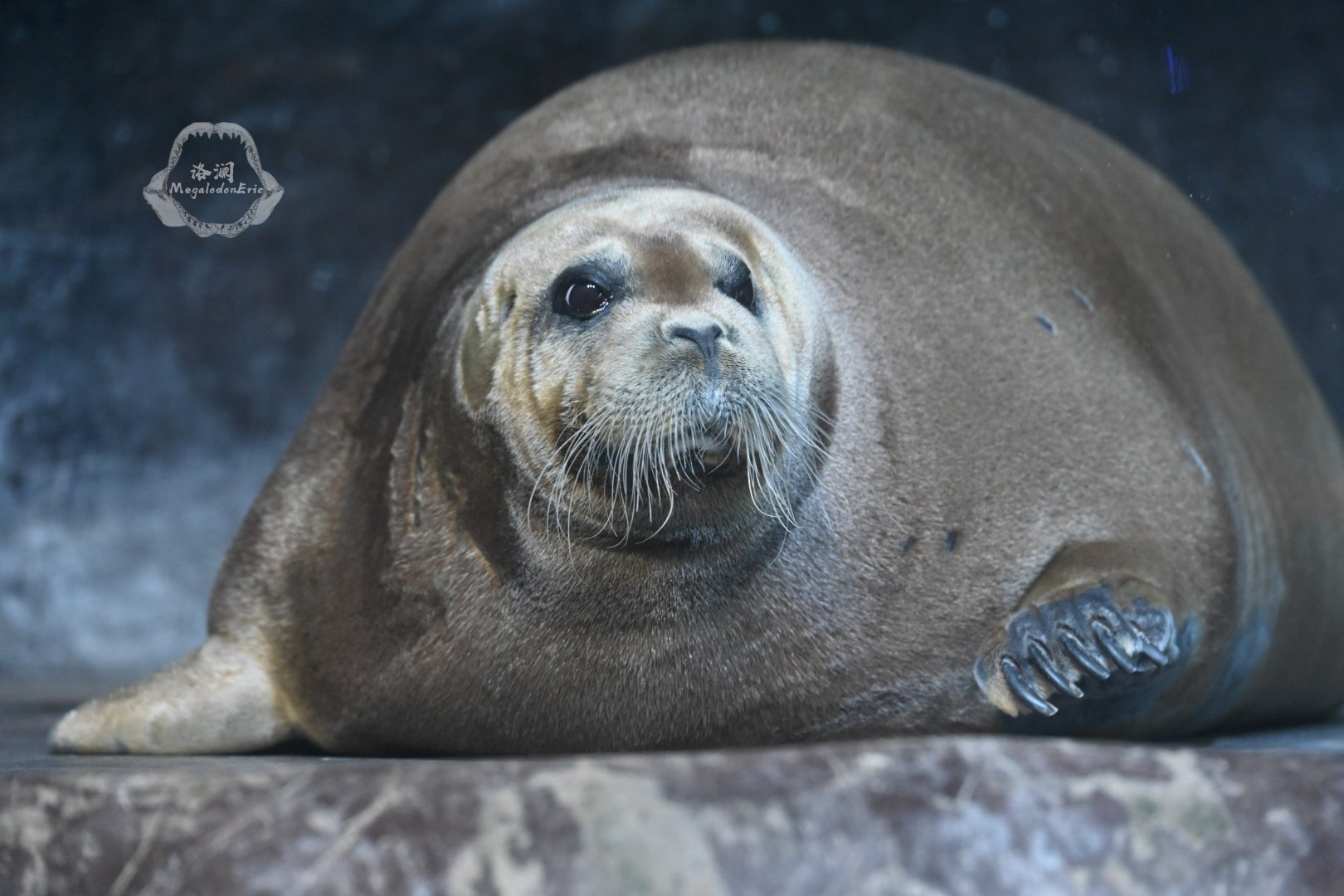 Bearded seal/Erignathus barbatus