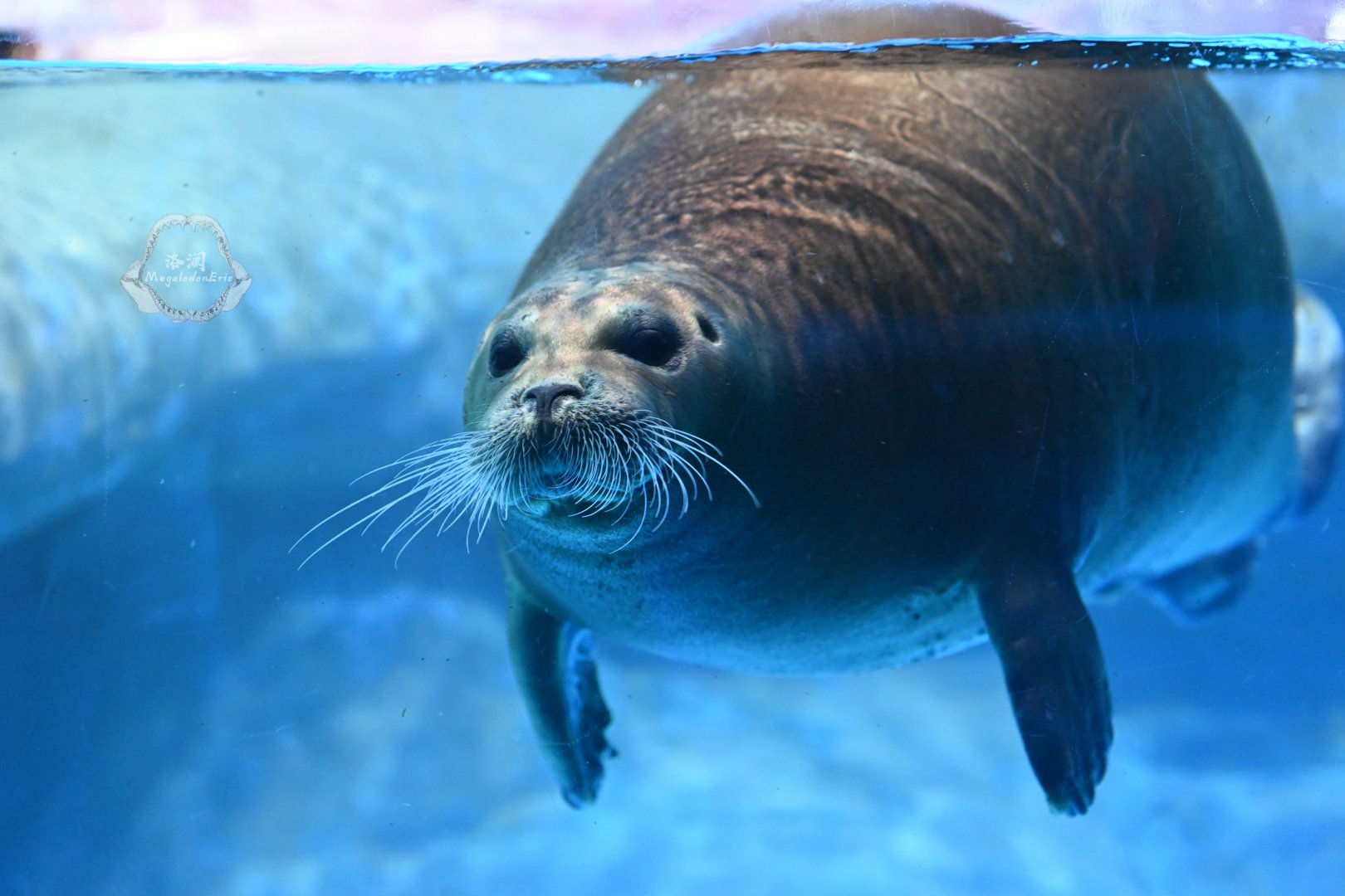 Bearded seal/Erignathus barbatus