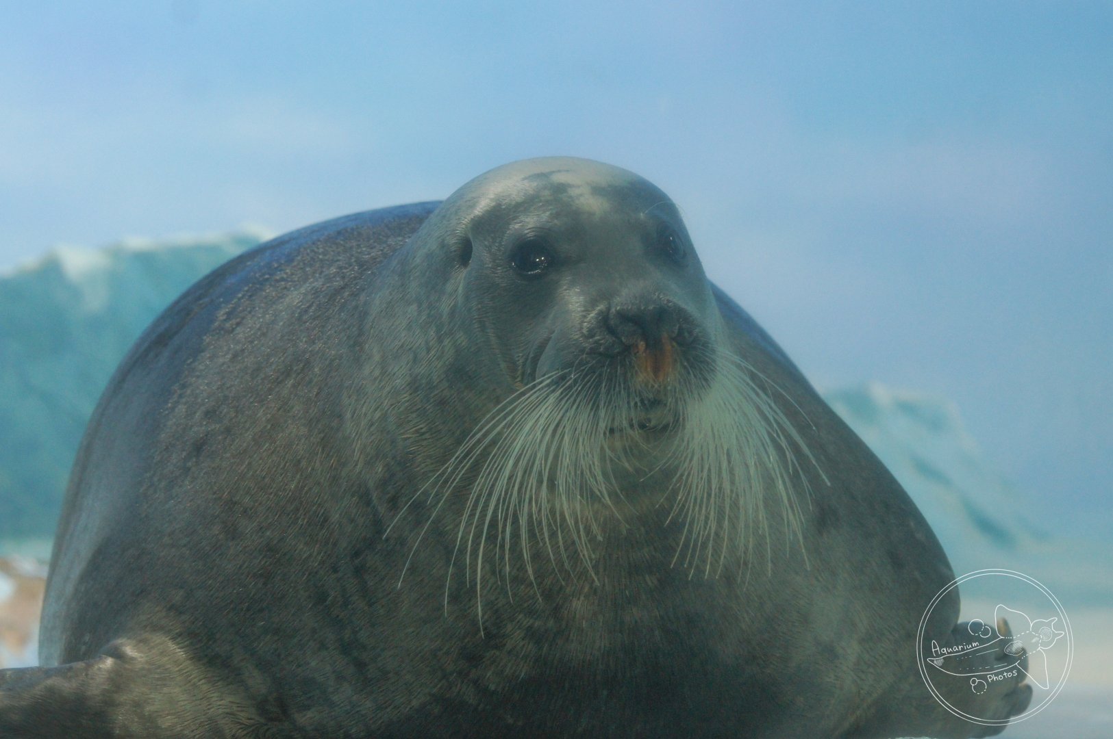 Bearded Seal (Erignathus barbatus)