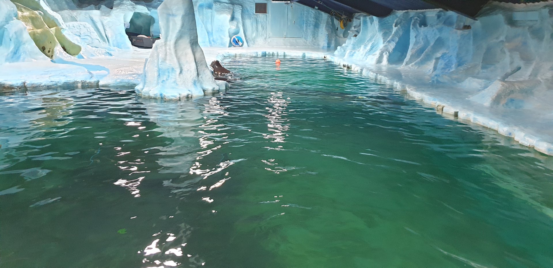 Bearded Seal/Harbour Seal pool