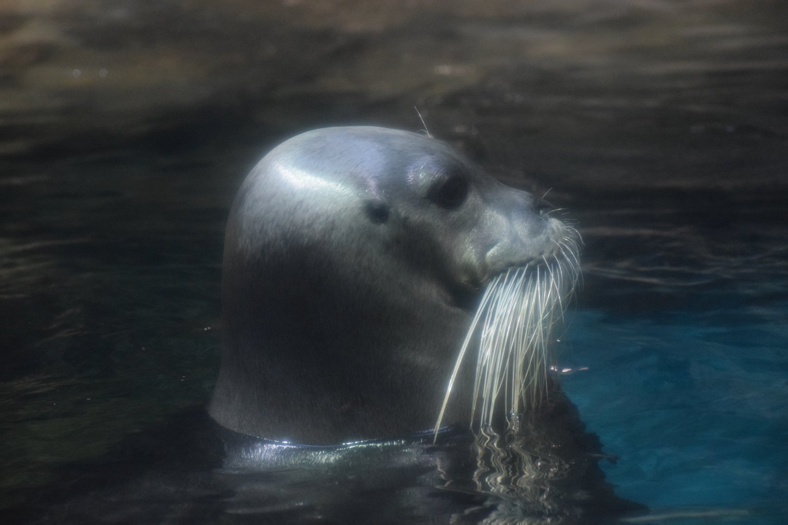 Bearded seal - Oita Marine Palace Aquarium