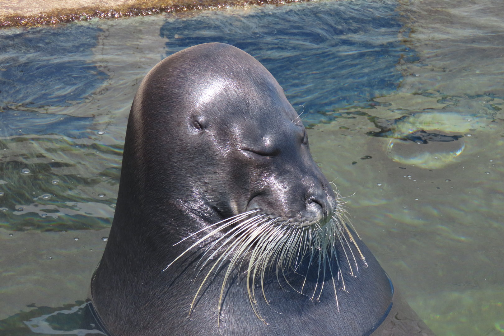 Bearded seal