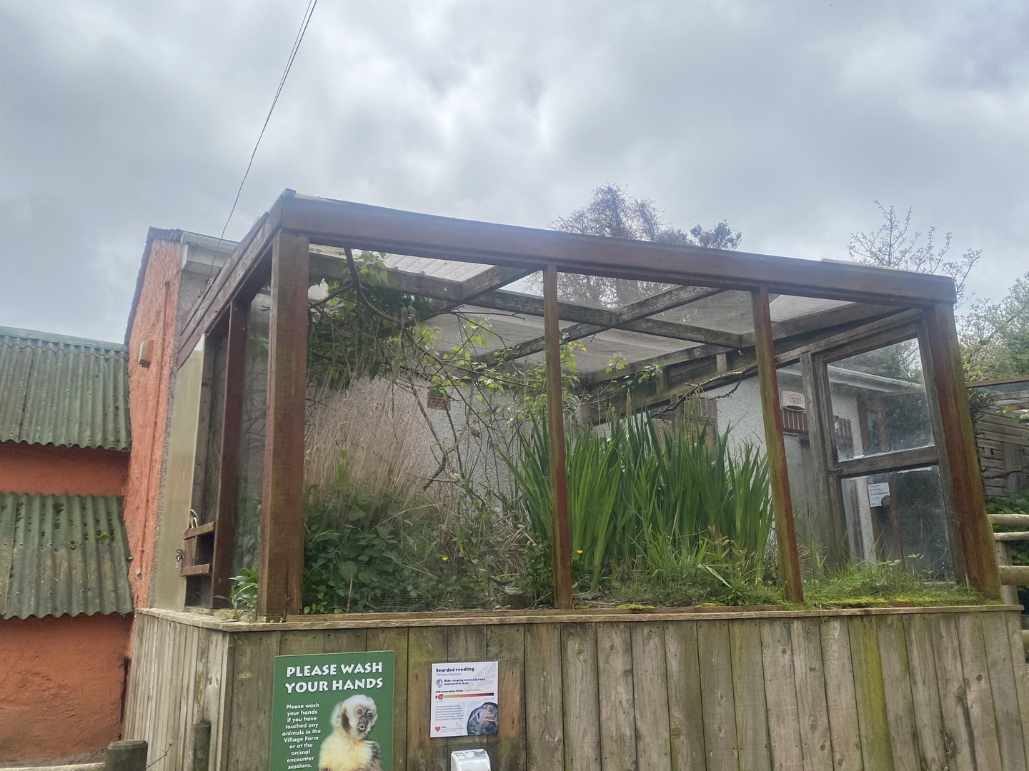 Bearded tit aviary 060523