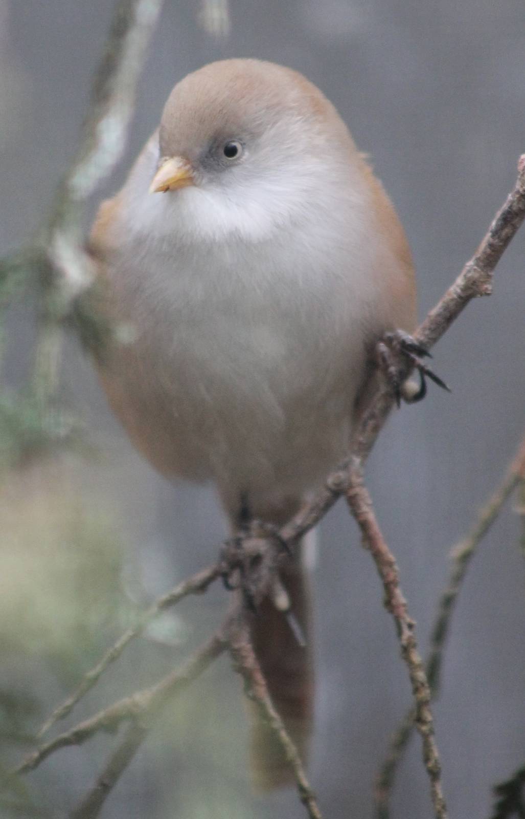 bearded tit ( female )