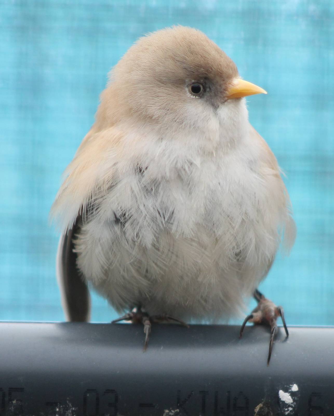 Bearded tit female