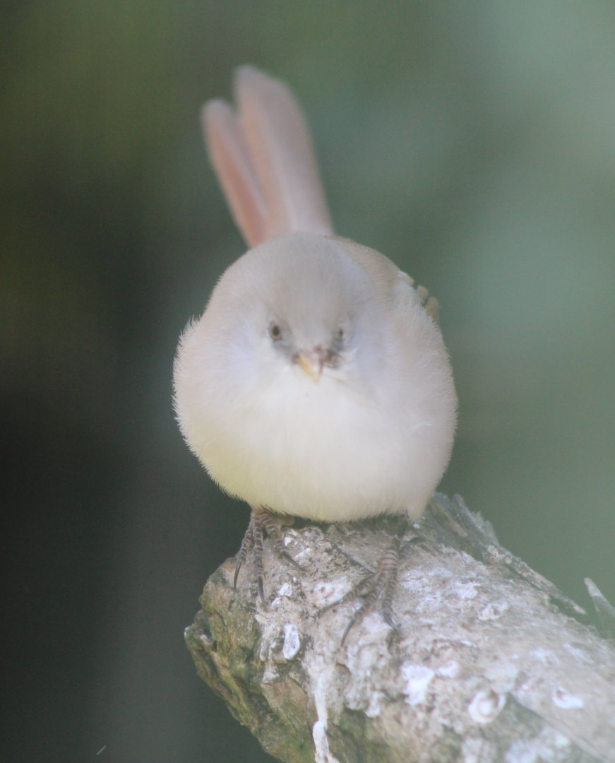 Bearded tit - female