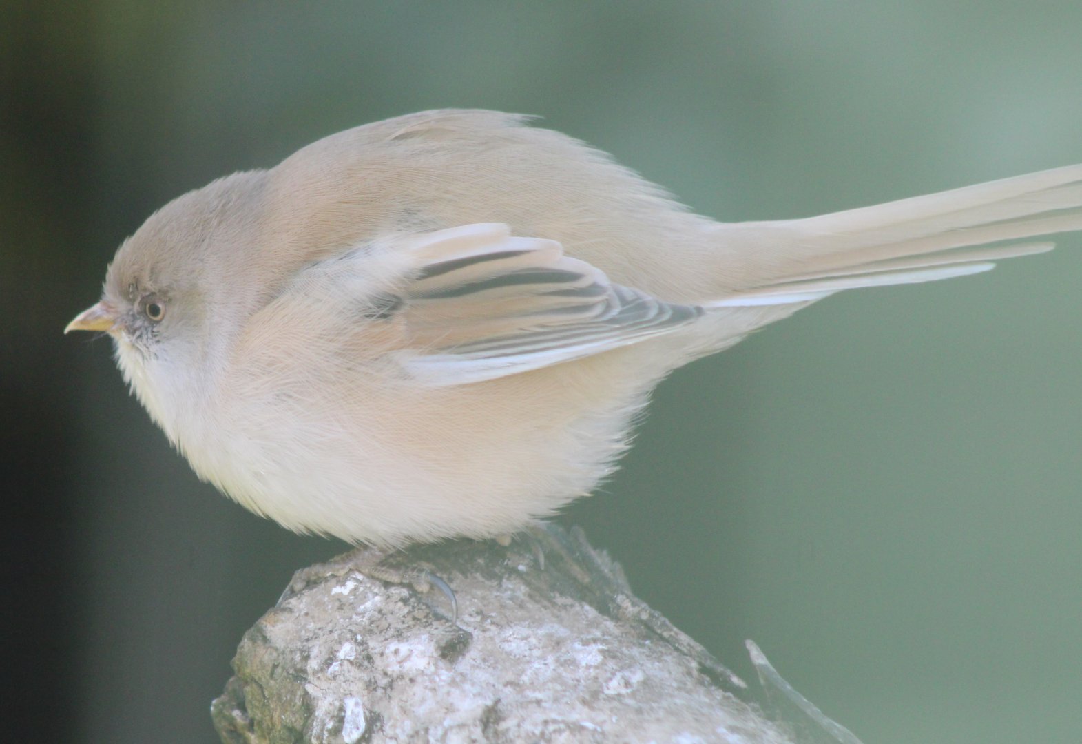 Bearded tit - female