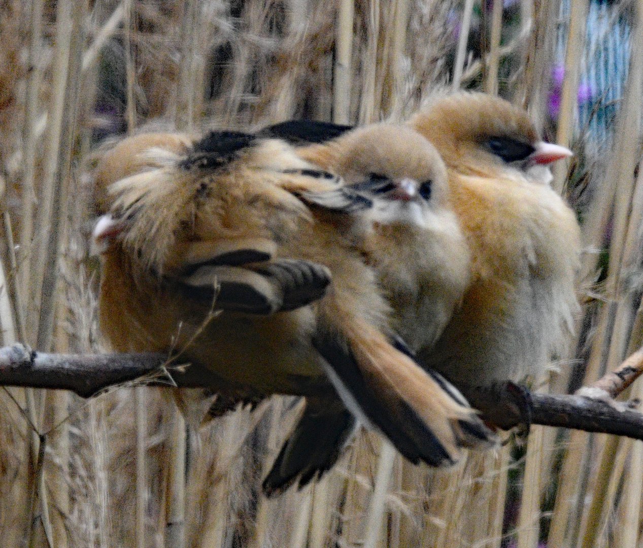 Bearded Tit Juveniles