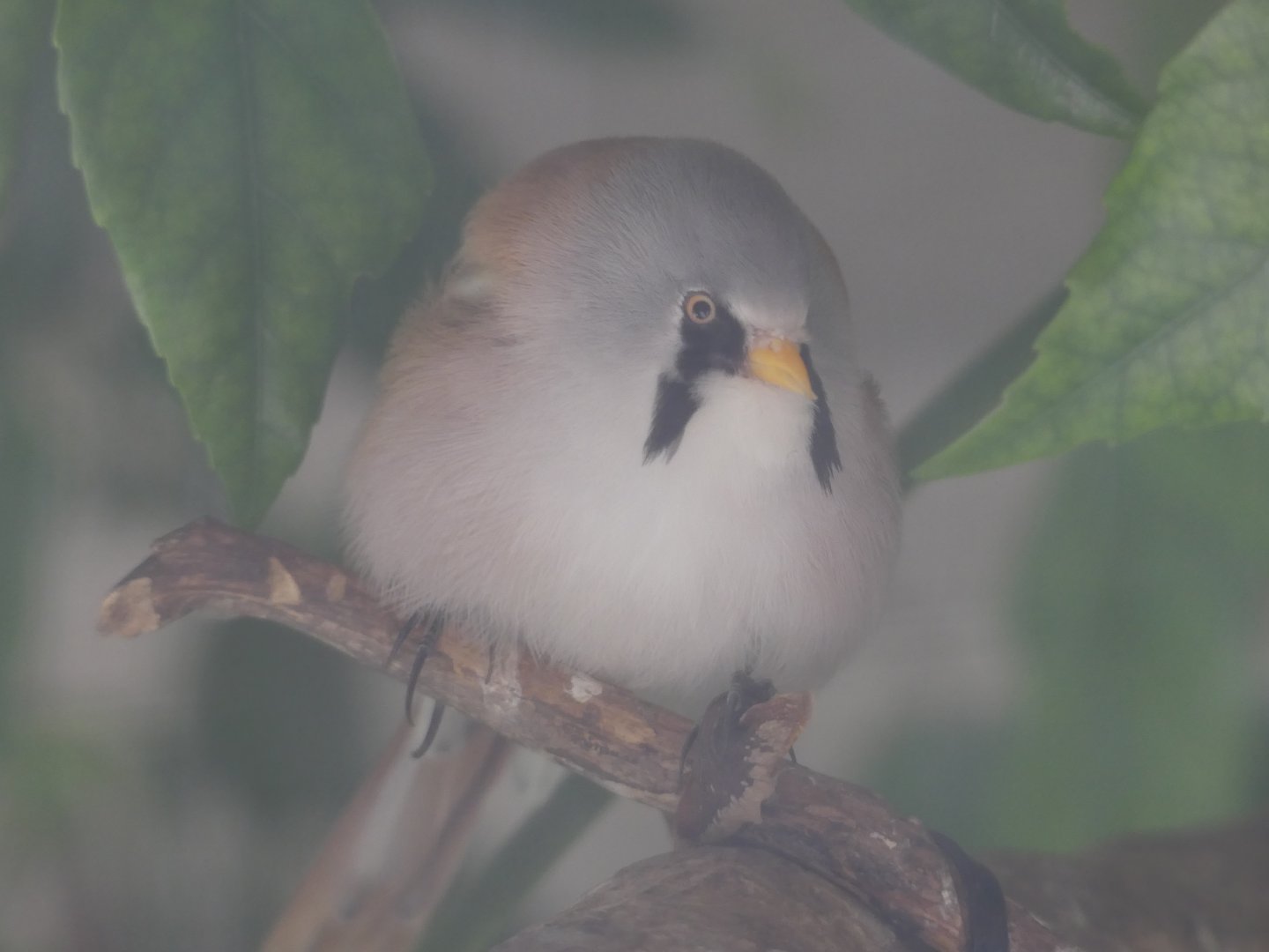 Bearded Tit (male)