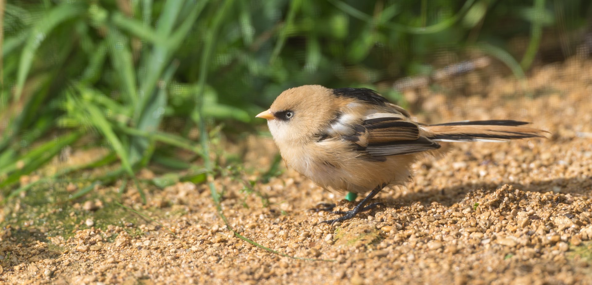 Bearded Tit / Reedling, CWP, UK