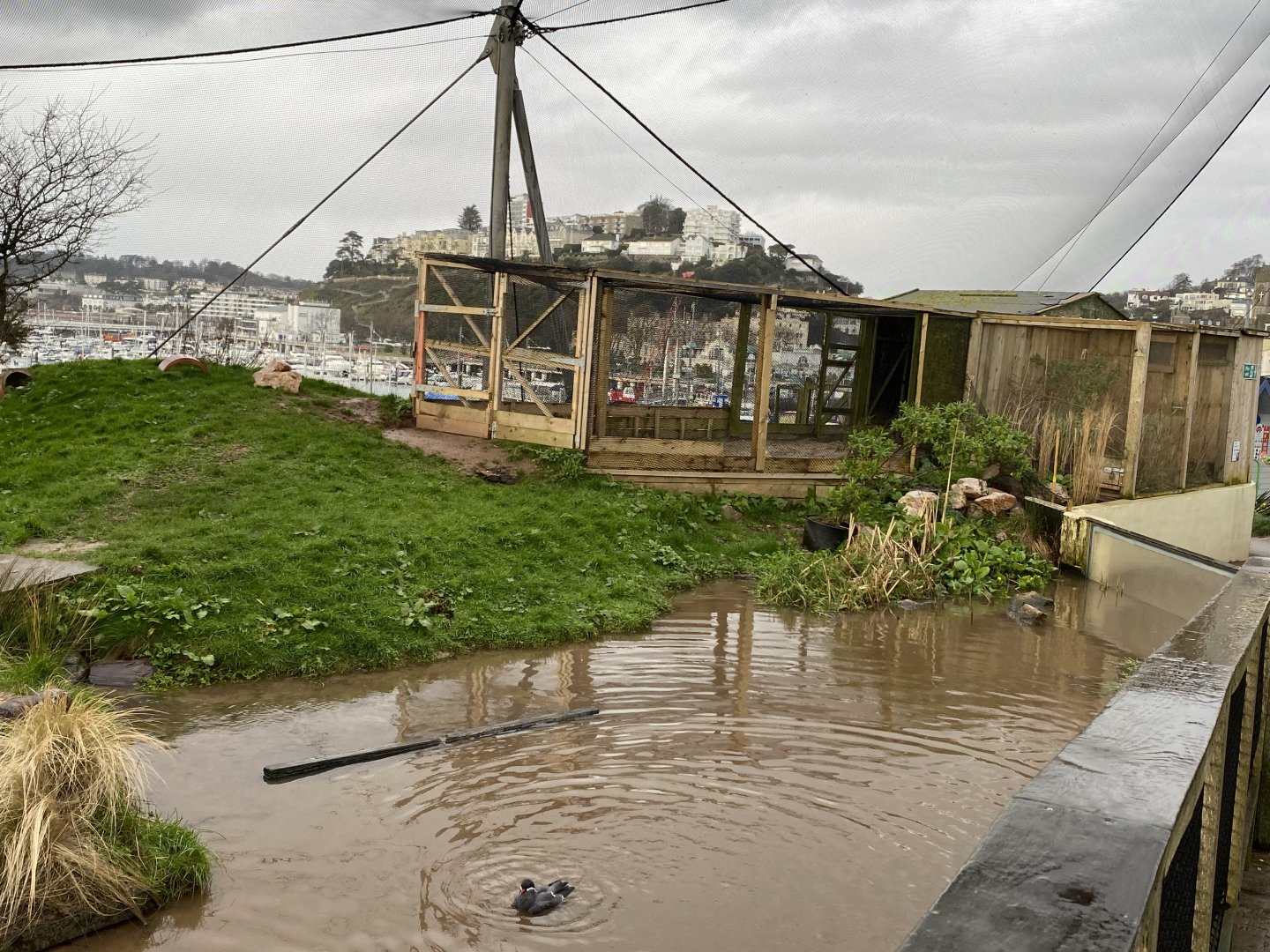 Bearded tit (right hand side) and second aviary 160220