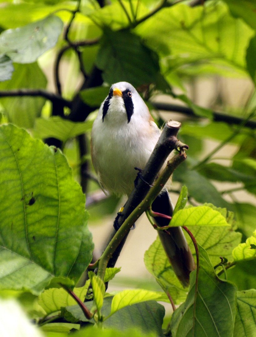 Bearded tit