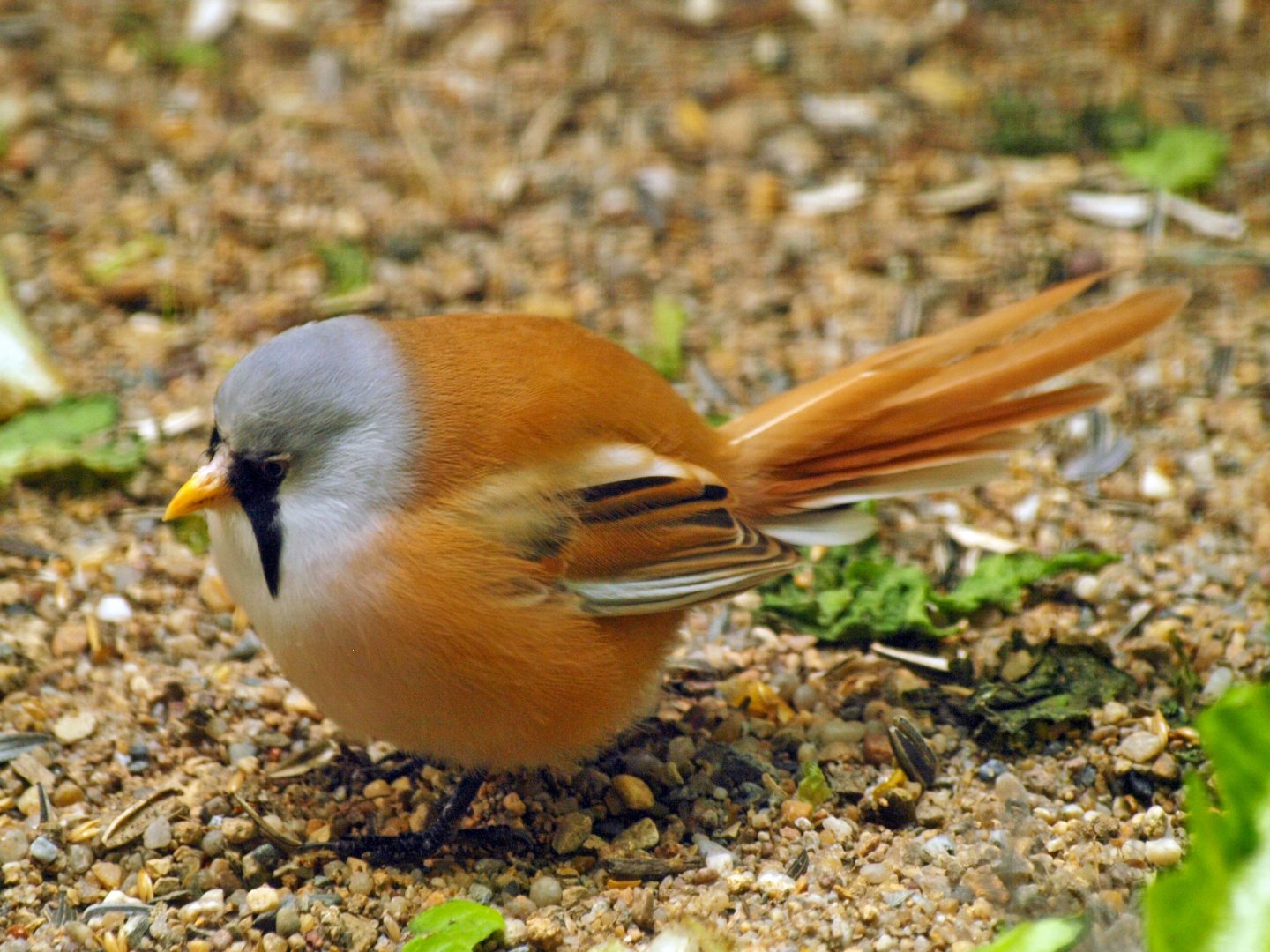 Bearded tit
